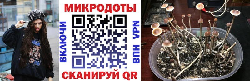 shop Telegram Сокол Псилоцибиновые грибы мухоморы