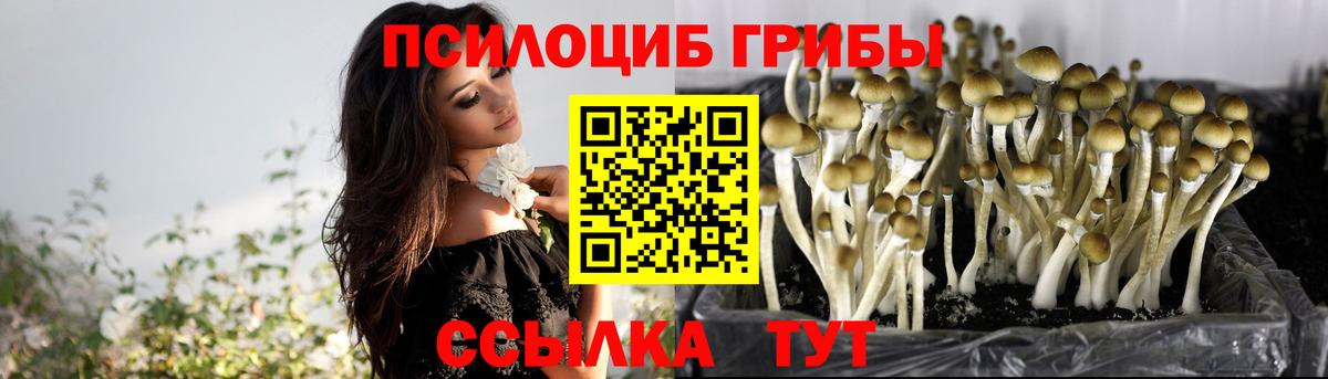 Сокол  Псилоцибиновые грибы Cubensis  Вход с VPN 
